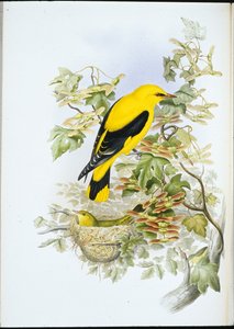 Golden Oriole (Oriolus Galbula) (håndfarvet litho) af John (after) Gould