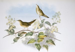 Græshoppesanger (Locustella Auicula) (håndfarvet litho) af John (after) Gould