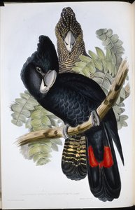 Stor næbbet sort kakadue (Calyptorhynchus Macrorhynchus) (håndfarvet litho) af John (after) Gould