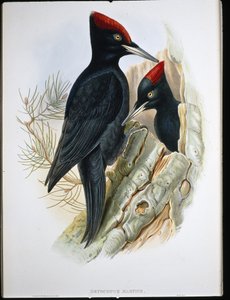 Stor sort spætte (Dryocopus Martius) (håndfarvet litho)