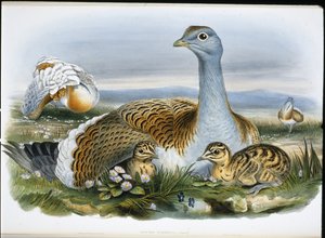 Stor Trap (Otis Tarda) (håndfarvet litho) af John (after) Gould