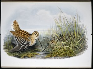 Stor Snipe (Gallinaco Major) (håndfarvet litho) af John (after) Gould