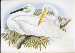 Stor hvid hejre (Herodias Alba) (håndfarvet litho) af John (after) Gould