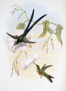 Stor gaffelhale kolibri (Hylonymphia Macrocerca) (håndfarvet litho) af John (after) Gould