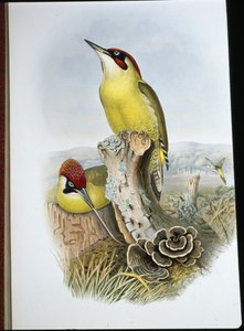 Grøn spætte (Gecinus Viridis) (håndfarvet litho) af John (after) Gould
