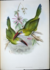 Groove-Bill Toucan (Aulacorhamphus Sulcatus) (håndfarvet litho) af John (after) Gould