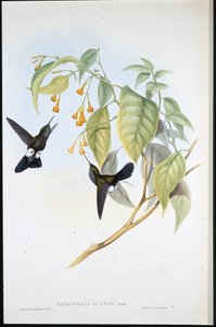 Hoary Puff-leg (Eriocnemis Lugens) (håndfarvet litho) af John (after) Gould