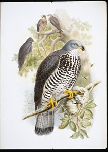 Honningvåge (Apivorus-lak) (håndfarvet litho)