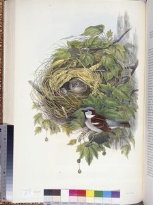 Husspurv (Passer domesticus) (håndfarvet litho)