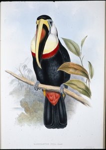Inka-tukan (Ramphastos inica) (håndfarvet litho) af John (after) Gould