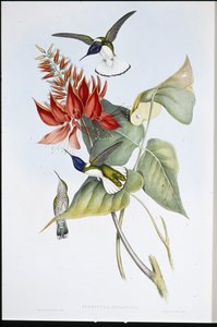 Jacobin (Florisuga Mellivora) (håndfarvet litho) af John (after) Gould