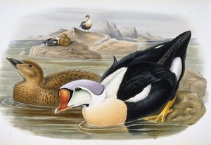 Kongeand (Somateria Spectabilis) (håndfarvet litho)