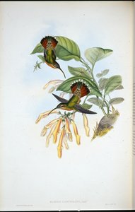 Lancelolate Eremit (Glaucis Lanceolata) (håndfarvet litho) af John (after) Gould