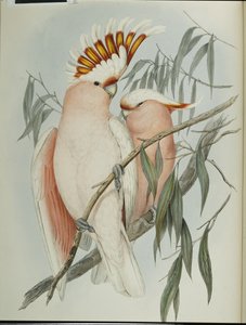 Leadbeaters kakadue (Cacatua Leadbeateri) (håndfarvet litho) af John (after) Gould