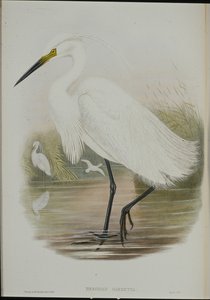 Lille Egret (Egretta Garzetta) (håndfarvet litho) af John (after) Gould