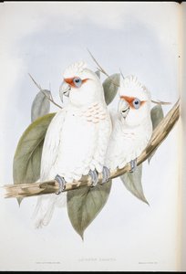Langnæbbet kakadue (Licmetis Nasicus) (håndfarvet litho) af John (after) Gould