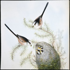 Langhalemejse (Mecistura Caudata) (håndfarvet litho) af John (after) Gould