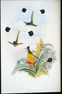 Vidunderlig kolibri (Loddigesia Mirabilis) (håndfarvet litho) af John (after) Gould