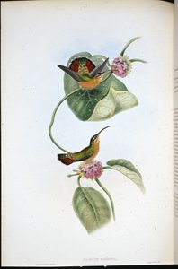 Mazeppa Eremit (Glaucis Mazeppa) (håndfarvet litho) af John (after) Gould