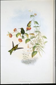 Metallic Puff-leg (Eriocnemis Alinae) (håndkoloreret litografi) af John (after) Gould