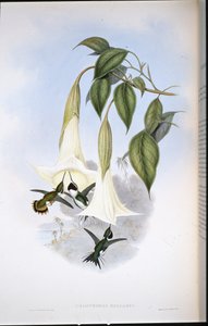Mulsants træstjerne (Calothorax Mulsanti) (håndfarvet litho) af John (after) Gould