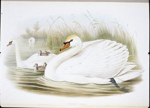 Stumsvane (Cygnus Olor) (håndfarvede medlemmer) af John (after) Gould