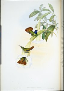 Oenone kolibri (Chrysuronia oenone) (håndfarvet litho) af John (after) Gould