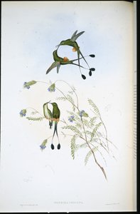 Peruansk ketcherhale (Spathura Peruana) (håndfarvet litho) af John (after) Gould