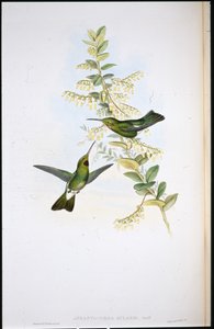 Loppehalset kolibri (Aphantochroa Gularis) (håndfarvede lemmer) af John (after) Gould