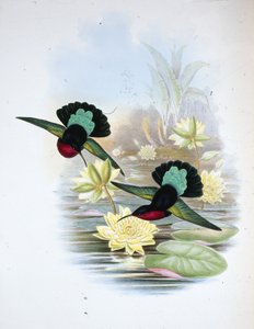 Lilla-breasted Carib (Eulampis Jugularis) (håndfarvet litho)