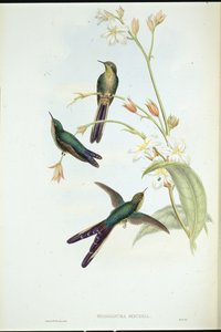 Lilla-halekomet-kolibri (Sparganura Glyceria) (håndfarvet litho) af John (after) Gould