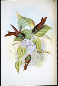 Regnbue (Diphogena Iris) (håndfarvet litho) af John (after) Gould