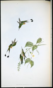 Rødstøvlet ketcherhale (Spathura Rufocaligata) (håndfarvet litho)