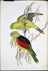 Rødvinget lory (Aprosmictus Erythropterus) (håndfarvet litho) af John (after) Gould