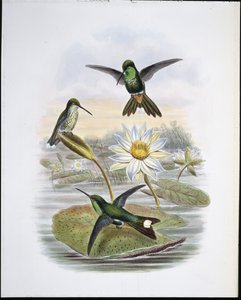 Rød ventileret hvid spids (håndfarvet litho) af John (after) Gould