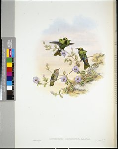 Roraima Coquette (lophornis pavoninus) (håndfarvet litho) af John (after) Gould