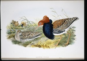 Ruff (håndfarvede lemmer) af John (after) Gould