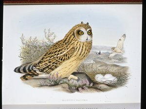 KORTØRET UGLE (Brachyotus Palustris) (håndfarvet litho) af John (after) Gould
