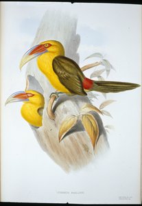 Safranfarvet Hill Toucan (Andigena Bailloni) (håndfarvet litho) af John (after) Gould