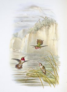 Salvins flammebærer. (Selasphorus ardens). (håndfarvet litho) af John (after) Gould