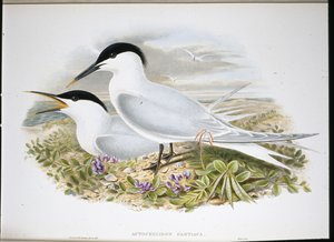 Sandwichtern (Actochel Cantiaca) (håndfarvet litho) af John (after) Gould