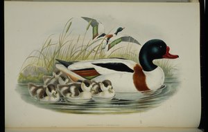 Shell Duck (Tadorna Vulpanser) (håndfarvet litho) af John (after) Gould