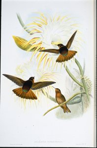 Skinnende solstråle (Agliaeactis Cupripennis) (håndfarvet litho) af John (after) Gould
