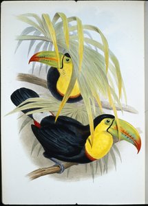 Kortnæbbet tukan (Ramphastos Brevicarinatus) (håndfarvet litho) af John (after) Gould