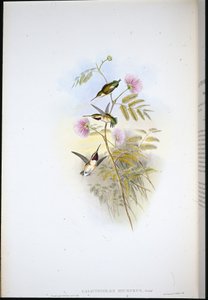 Korthalet træstjerne (Calothorax Micrurus) (håndfarvet litho) af John (after) Gould