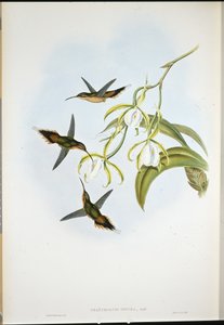 Southern Eremit (Phaethornis Zonura) (håndfarvet litho) af John (after) Gould
