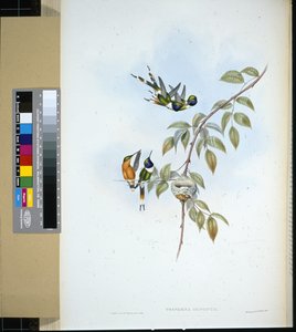 Mousserende hale (tryphaena dupontii) (håndfarvet litho) af John (after) Gould