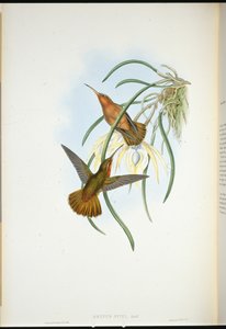 Spixs savnæb (Grypus Spixi) (håndfarvet litho) af John (after) Gould