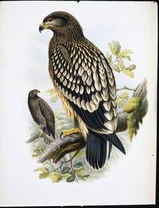 Plettet ørn (Aquila Naevia) (håndfarvet litho)