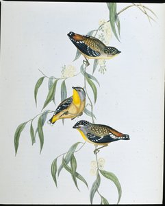 Plettet Pardalote (Pardalotus Punctatus) (håndfarvet litho) af John (after) Gould